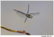 27.Migrant Hawker Dragonfly